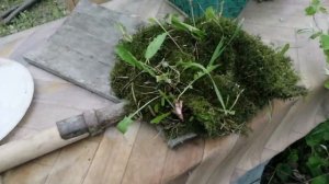 Как я сохраняю червей (выползков).