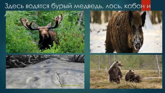 Энциклопедия заповедных мест. Заповедник "Оренбургский" смотреть онлайн