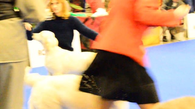 "Золотые Ворота-2016", золотистый ретривер, суки, класс юниоров смотреть онлайн