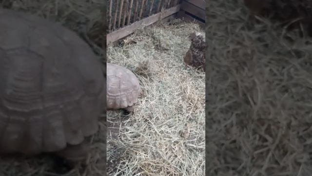 Влог Краснадар Сафари-парк #2 смотреть онлайн