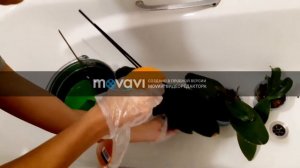 Орхидеи  Третья обработка  ФИТОВЕРМОМ