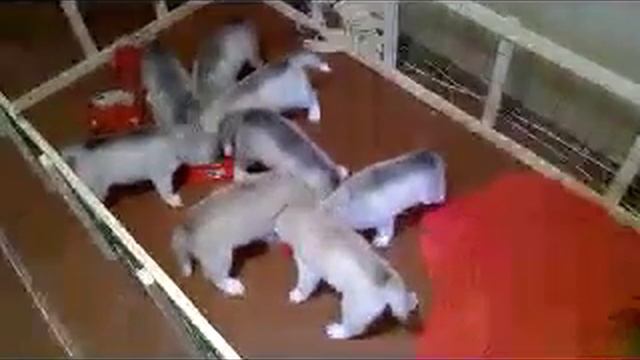 Щенки хаски, время обеда./ Puppies of Siberian husky, lunch time. смотреть онлайн