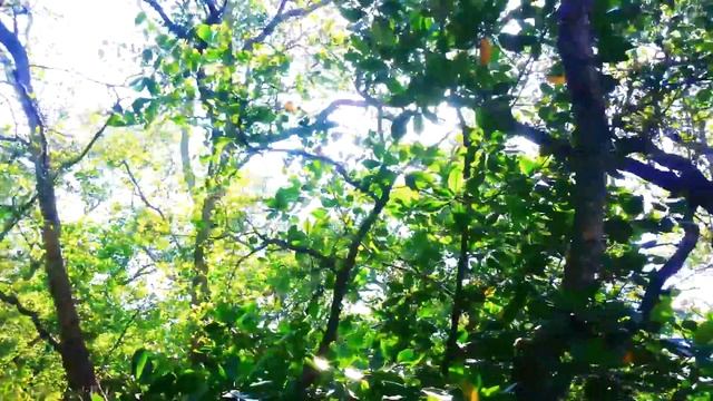 Mangrove and Crab Village - Badung, Bali смотреть онлайн