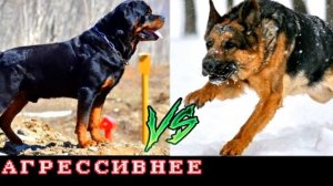 КТО СИЛЬНЕЕ!НЕМЕЦКАЯ ОВЧАРКА ПРОТИВ РОТВЕЙЛЕРА!//БАТЛ СОБАК//(A.B.B)