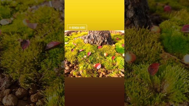 ? El invierno por este Cotoneaster Horizontalis смотреть онлайн