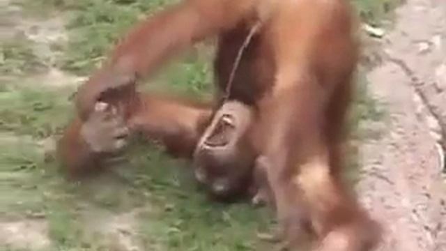 Обезьянка развлекается... смотреть онлайн