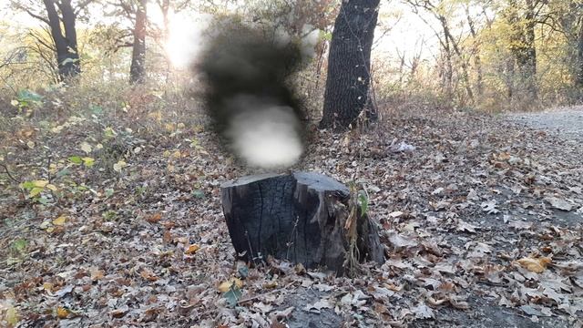 Мишка просит помощи, злая волшебница портит лес! Вероника спешит на помощь! смотреть онлайн