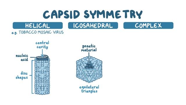 Viral Structure and Functions смотреть онлайн