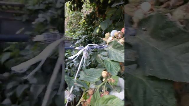 ЯГОДКА -МАЛИНКА смотреть онлайн