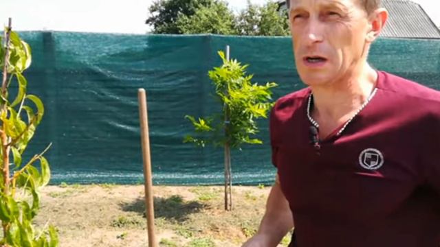 почему замерзла груша смотреть онлайн