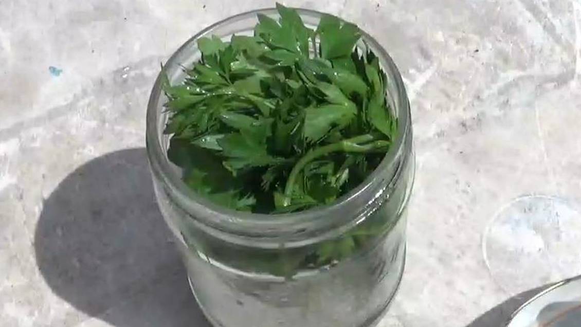 Как сохранить зелень свежей смотреть онлайн