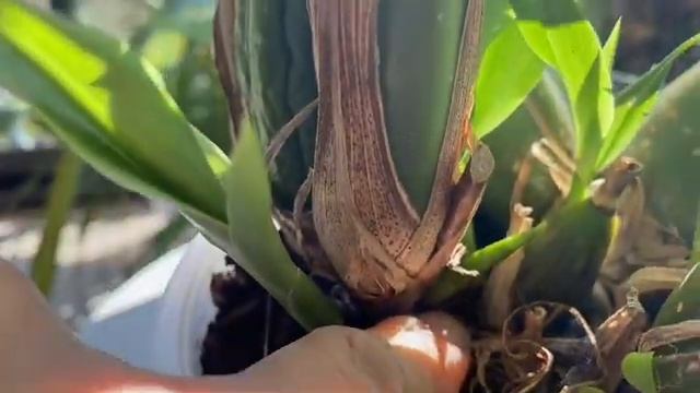 Зигопеталум : все об уходе и цветении и опять чуть чуть питомцев ! смотреть онлайн