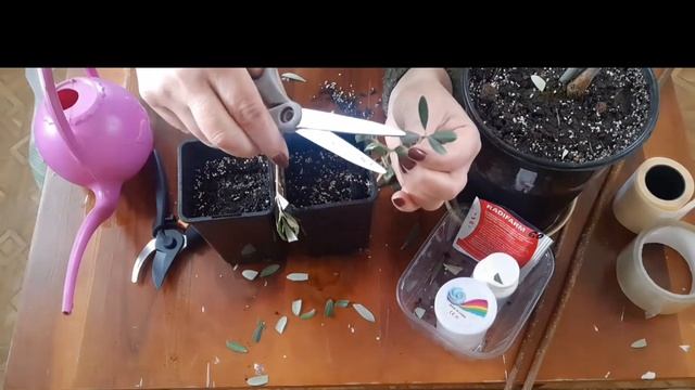 Оливковое дерево. Как черенковать. смотреть онлайн