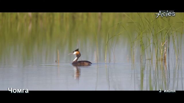 Чомга смотреть онлайн