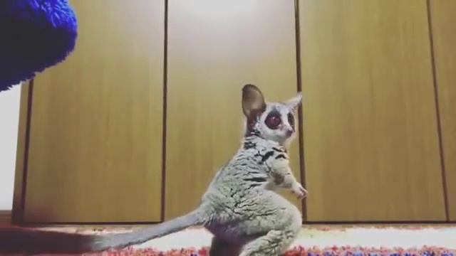 Bush Baby plays with a ball for the first time смотреть онлайн