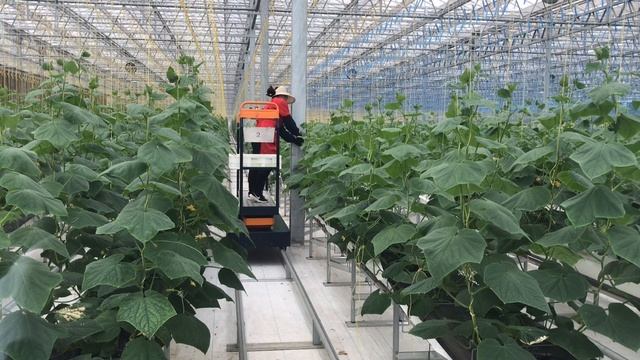 Рабочие выращивают огурцы в теплице. смотреть онлайн