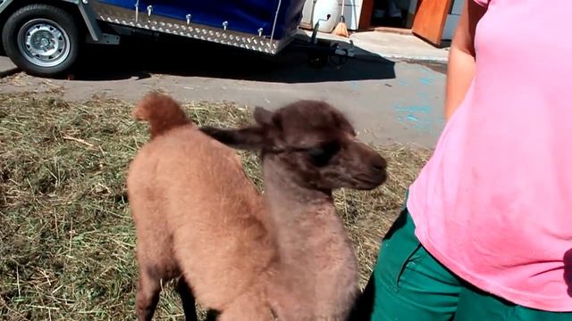 Гуанако Мишель ест из бутылочки смотреть онлайн