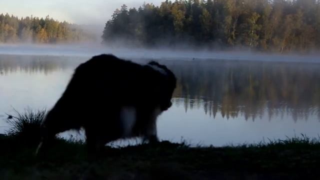 Gavia arctica - Чернозобая Гагара смотреть онлайн