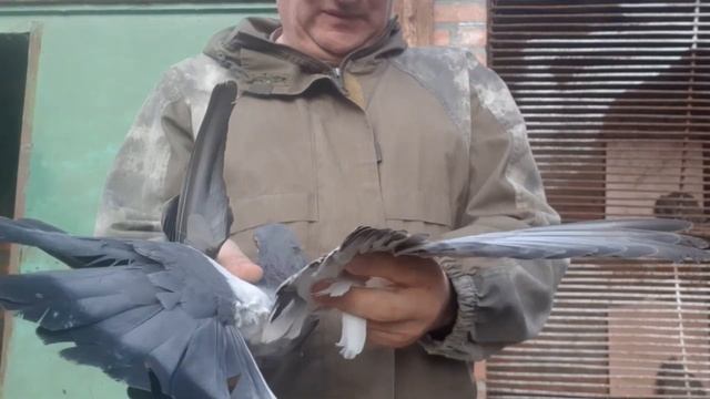 Николаевские голуби. Несколько новых чужаков. Ждём хозяев! Nikolaev pigeons. A few new outsiders. смотреть онлайн