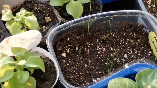 обзор рассады в конце февраля 2022 смотреть онлайн