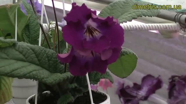 стрептокарпусы диметрис январь 2011 смотреть онлайн