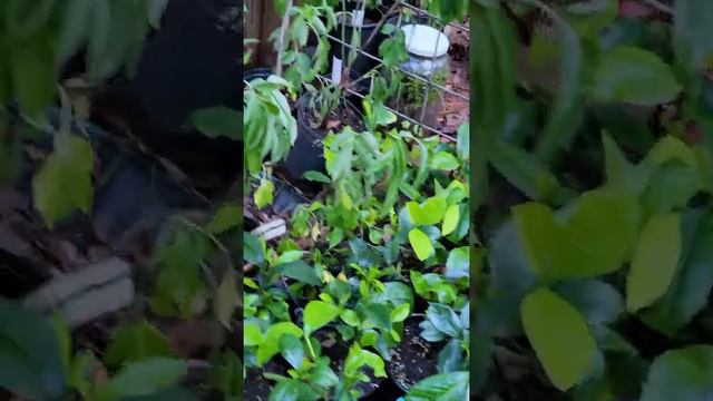 Small plants for sale. смотреть онлайн