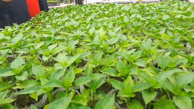 Обзор рассады после дождя 3.05.2020 смотреть онлайн