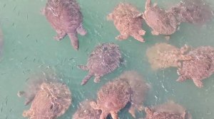 SIDE BREEZE HOTEL 5* новый обзор отеля Сиде Турция HD 4K