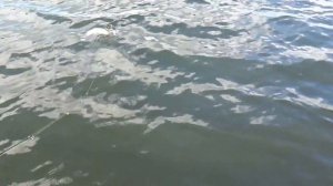 Рыбалка на озере Монетка! Ловля Форели на спиннинг!