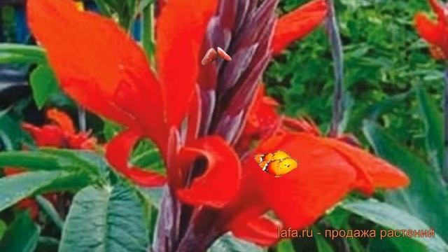 Канна карликовая Страсбург (canna dwarf strasbourg) ? обзор: как сажать, луковицы канну Страсбург смотреть онлайн