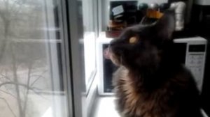 Мейн кун разговаривает с птицами! The Maine Coon talks to birds!