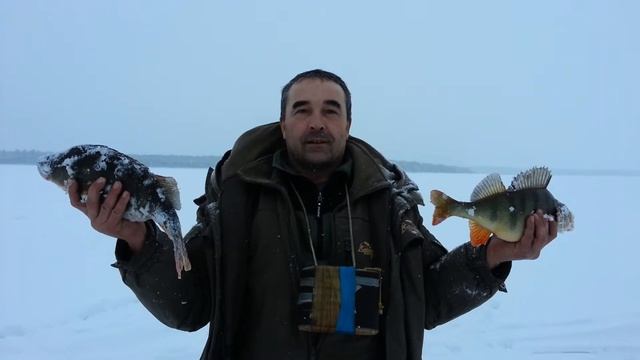 Окунь 1.5 кг.Арамиль смотреть онлайн