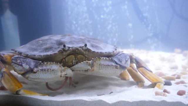 Raising a Grocery Store Crab as a Pet смотреть онлайн