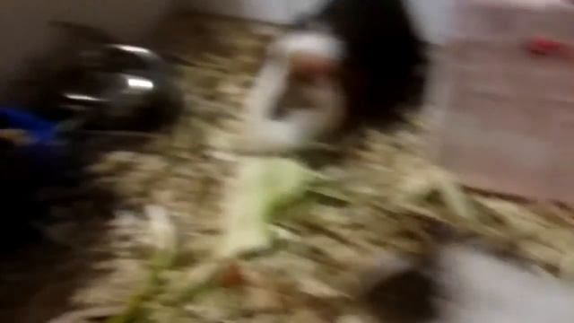 Морские свинки издают различные звуки Каждый звук имеет своё обозначение смотреть онлайн