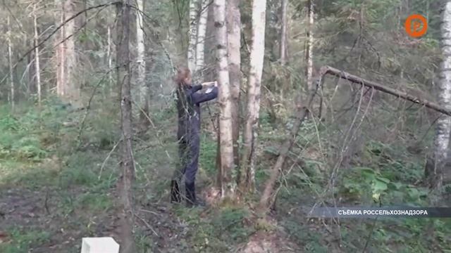 Сибирский шелкопряд в Костромской области смотреть онлайн