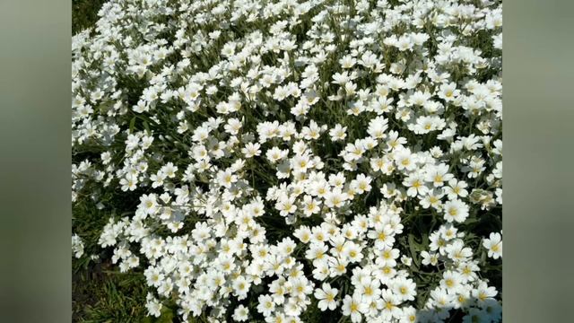 Ясколка многолетняя. Цветение. Лето 2021. смотреть онлайн