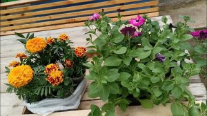 Купила и посадила цветы в клумбы . Удачная рыбалка .