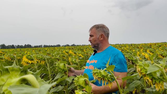 Соняшник 🌻 посів по технології No Till. Частина 4. Юрій Дробязко.