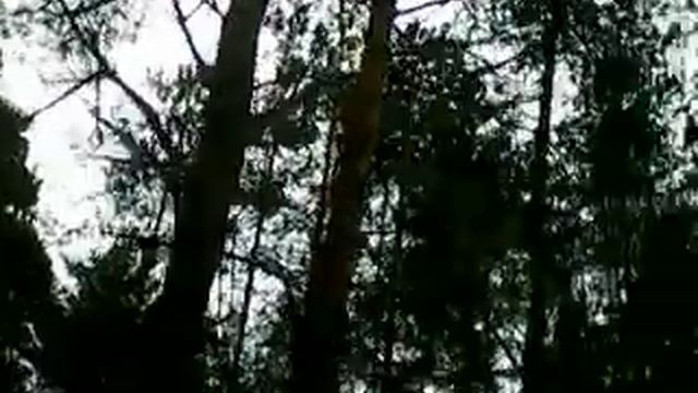 Лес Кингисеппа смотреть онлайн