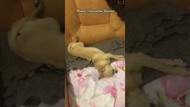 Сладкие сны смотреть онлайн