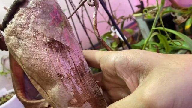 TRIVIA NEPENTHES SPECIES MAXIMA смотреть онлайн