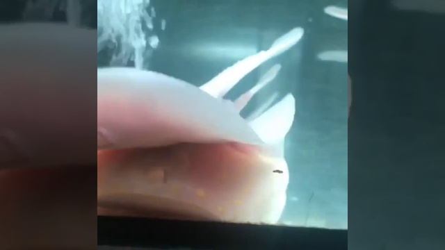 Black diamond albino ( black diamond albino) смотреть онлайн