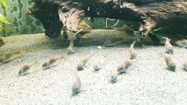 Corydoras Venezuela Orange