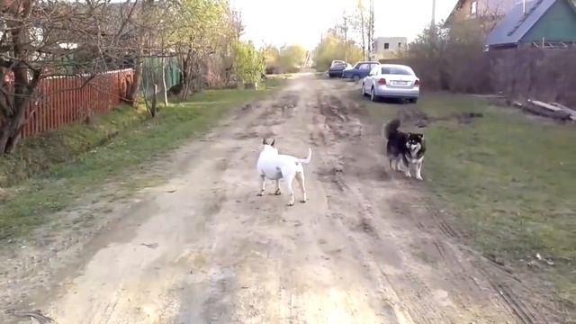 бультерьер. монстр в деревне смотреть онлайн