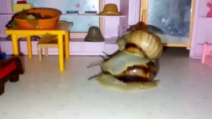 Семья улиток в квартире. Необычные домашние питомцы.