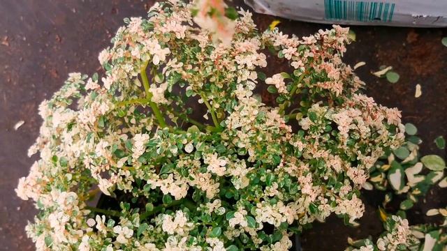 ЧЕРЕНКУЮ ПИЛЕЮ, КАК ЭТО ДЕЛАТЬ? смотреть онлайн
