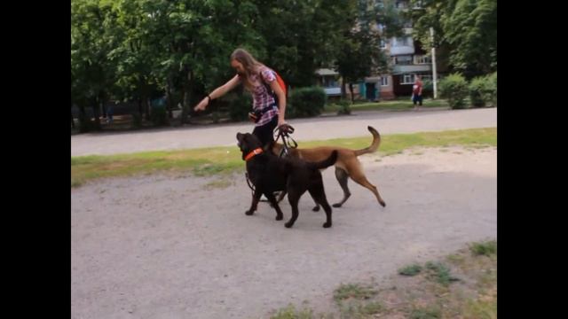 Как гулять с 2 собаками? пример упражнений смотреть онлайн