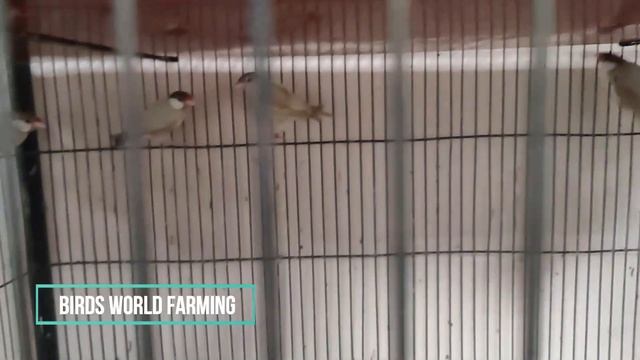 fawn java breeding information & prize in Pakistan смотреть онлайн