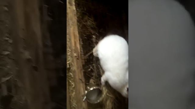 Что изменилось за эти все дни в крольчатнике смотреть онлайн