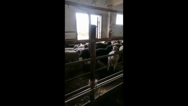 Ярочки мясного направления овцеводства пород тексель и дорпер смотреть онлайн